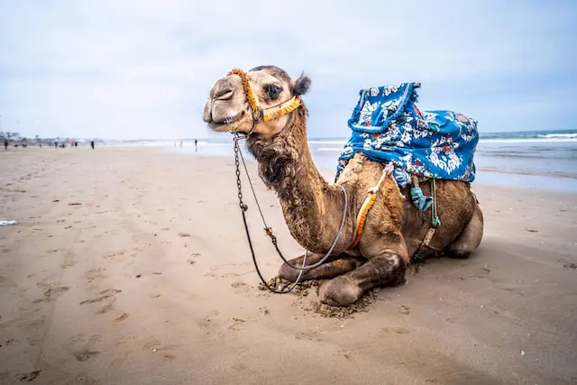 Camel ride Agadir Morocco